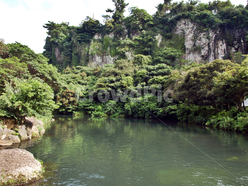 천지연폭포,하천,서귀포시,제주,숲,자연,절벽,자연,풍경,nature,landscape,제주도,jeju,jeju island,vegetation,초목,plant,식물,tree,나무,land,땅,rainforest,열대 우림,outdoors,옥외,water,물,jungle,밀림