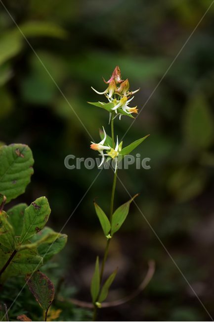 닻꽃,야생화,식물,자연,꽃,생태,힐링,플라워,wildflower,flower,plants,nature,season,감성,느낌,emotion,feeling,여름,용담목,용담과,닻꽃속,식물,자연,plants,nature,꽃,flower