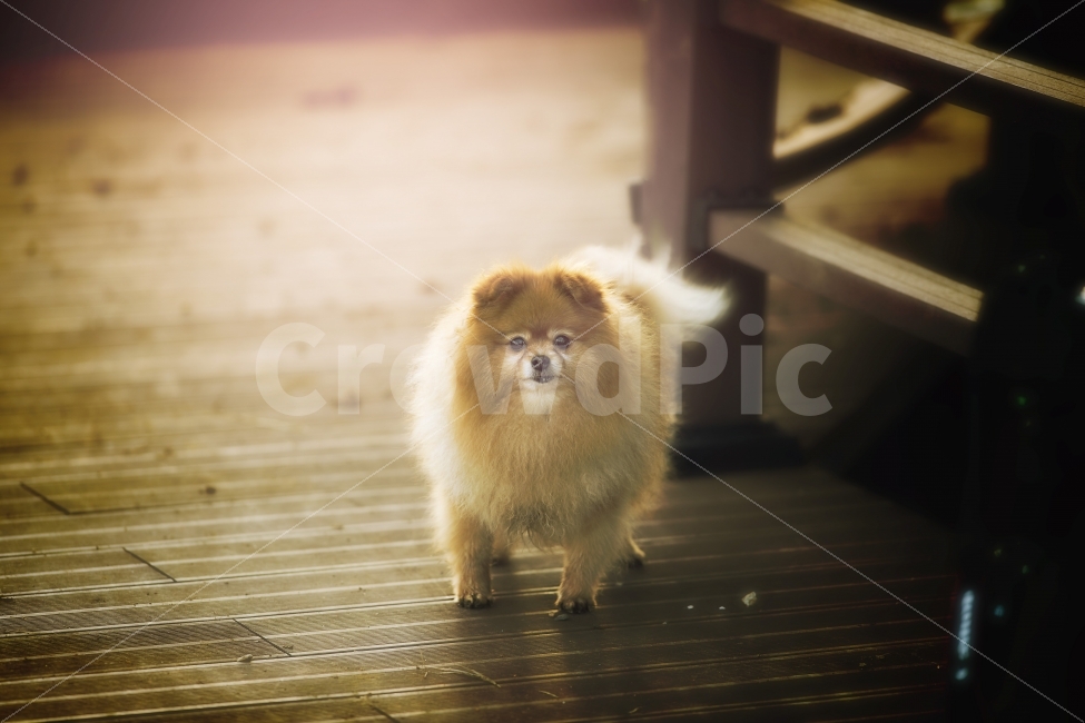 포메라니안,강아지,이쁜강아지,견종,예쁜사진,반려견,애견,친구,가족,동물,animal,개,강아지,dog,doggy,포유류,mammal