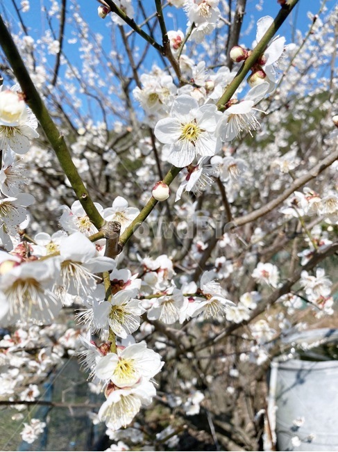 blossom,꽃,flower,식물,plant