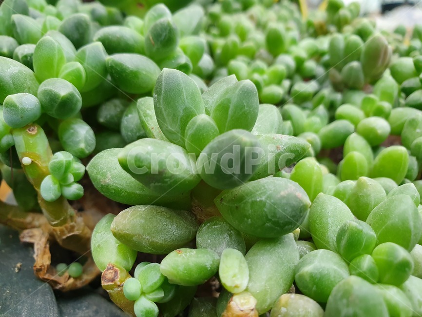beautiful,plant,식물,다육이,green,cut,귀여운,식물,자연,plants,nature