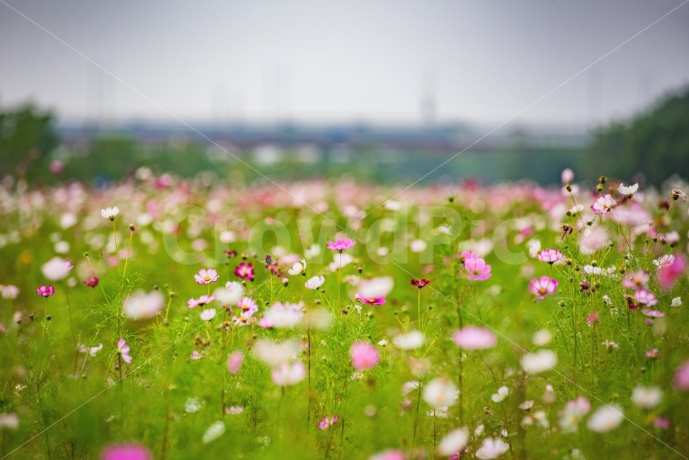 가을,코스모스,꽃사진,가을꽃,꽃,flower,cosmos,가을,계절,fall,autumn,season,식물,자연,plants,nature,꽃,flower,감성,sensible,feeling,outdoors,옥외,grassland,목초지,field,들,spring,봄