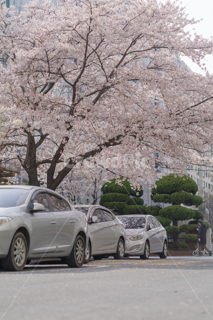 집앞,flower,꽃,벚꽃,봄,봄,계절,spring,season,vehicle,차량,transportation,교통,automobile,자동차,car,차,plant,식물,bike,자전거,bicycle,wheel,바퀴,machine,기계