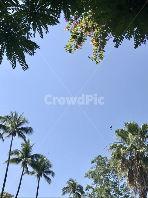 summer,plant,tree,나무,여름,풍경