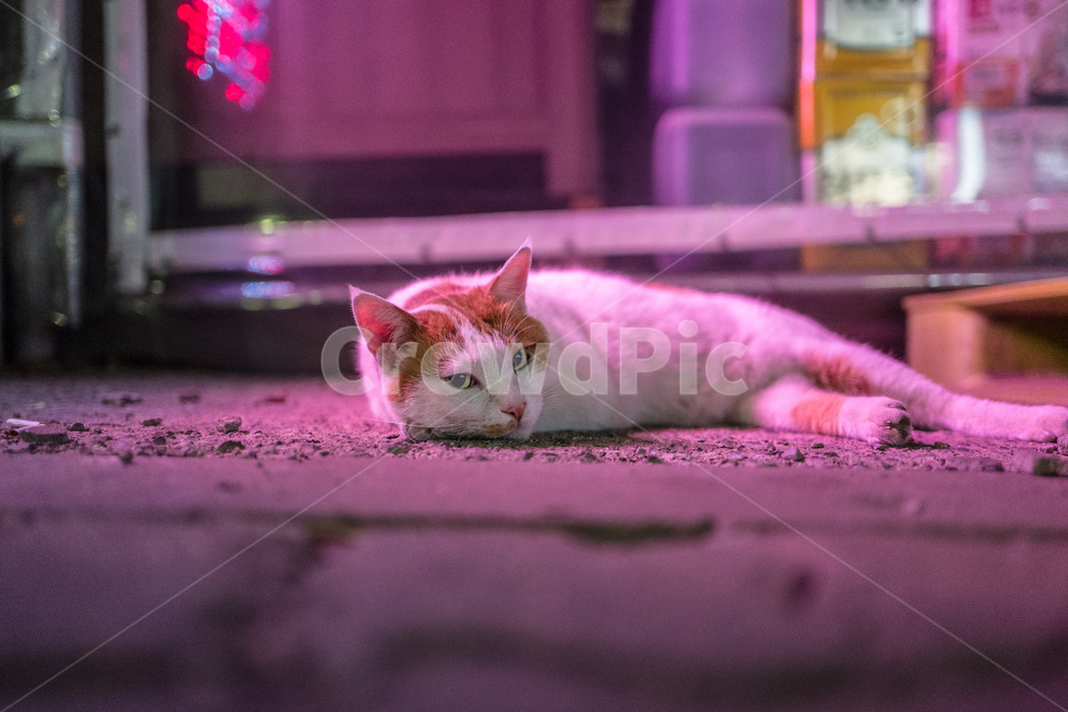 고양이,cat,감성,동화같은,냥이