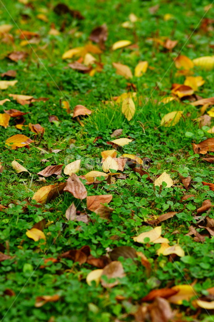 잎,낙옆,계절,풍경,잎사귀,fall,가을,계절,fall,autumn,season,leaf,plant,식물,ground,바닥