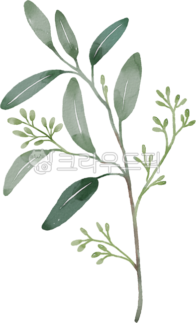green,leaves,eucalyptus,plant,leaf,Watercolor,Herb