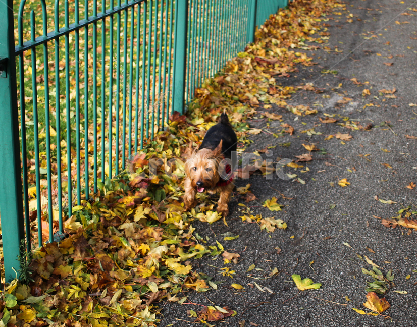 애완,동물,강아지,요크셔,산책,낙엽,걷기,가을,animal,pet,dog,stroll,walk,happy,행복,가을,계절,fall,autumn,season,동물,animal,포유류,mammal,개,강아지,dog,doggy