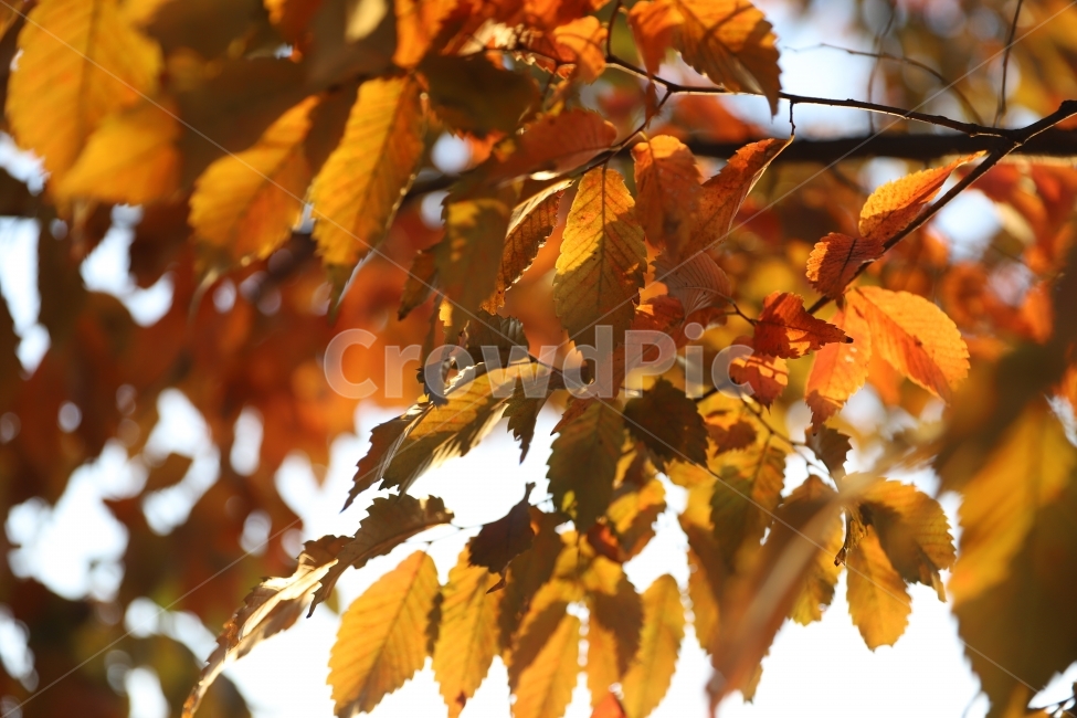 단풍,나뭇잎,나무,가을,감성,가을,계절,fall,autumn,season,식물,자연,plants,nature,leaf,잎,plant,veins,정맥