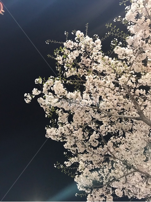벚꽃,봄날,flower,봄,spring,cherryblossoms,식물,자연,plants,nature,꽃,flower