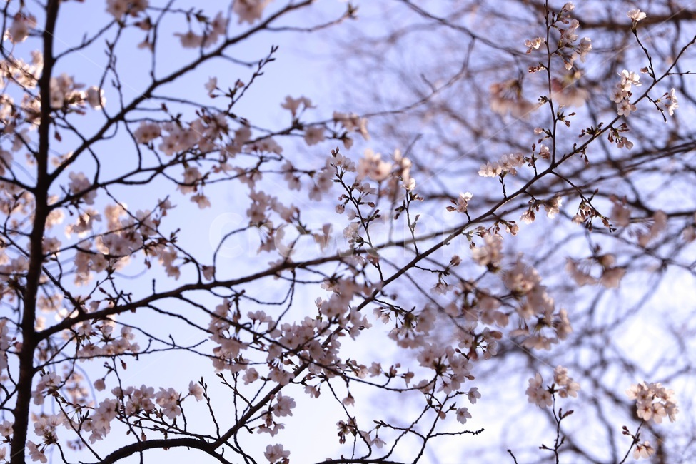 벚꽃,봄,벚꽃놀이,꽃구경,벚꽃축제,벚꽃엔딩,벚꽃개화,봄축제,봄,계절,spring,season,식물,자연,plants,nature,꽃,flower,plant