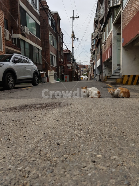 동물,고양이,골목,도로,road,cat,네코,길고양이