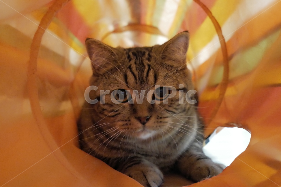 고양이,동물,얼굴,표정,개냥이,귀여운,동물,animal,포유류,mammal,고양이,cat,kitten,kitty