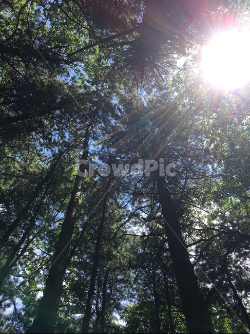 잣나무숲,light,빛,sunlight,나무,플레어,자연,풍경,nature,landscape,나무,trees,wood,flare,햇빛