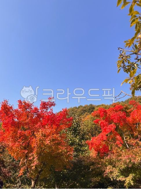 autumn scenery,tree,maple,autumn,Maple,Sky of Autumn