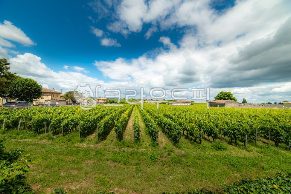 유럽,europe,프랑스,france,생떼밀리옹,saintémilion,saintemilion,와인마을,winevillage,세계문화유산,worldheritage,포도밭,vinyard,wine,와인,보르도,보르도와인,bordeaux,bordeauxwine,프랑스남부,마을,villige,감성,느낌,outdoors,옥외,farm,농장