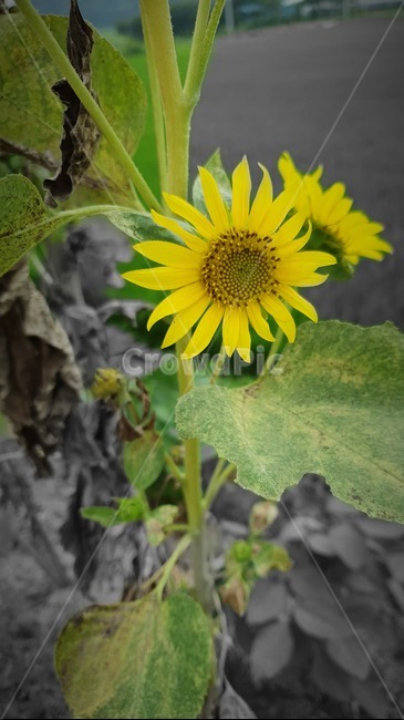 plant,식물,꽃,flower,노란색,식물,자연,plants,nature,꽃,flower