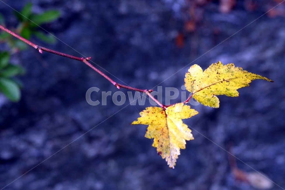 나뭇가지,잎,대비,숲속,가을,노랑,가을,계절,fall,autumn,season,식물,자연,plants,nature,leaf,plant,tree,나무