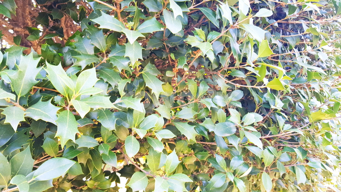 나무,가시나뭇잎,뾰족한나뭇잎,나뭇잎,자연,식물,자연,plants,nature