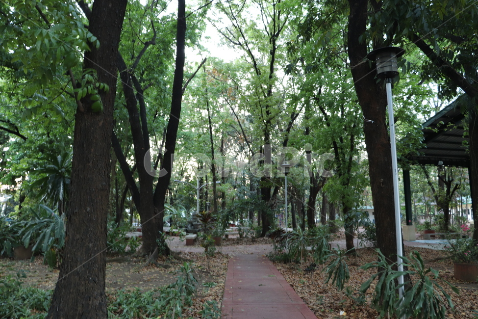 공원,숲,나무,outdoors,옥외,garden,정원,arbour,정자