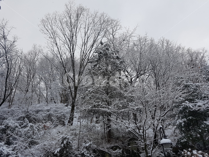 눈꽃,눈덮힌,눈꽃나무,설원,폭설,겨울,계절,winter,season,자연,풍경,nature,landscape