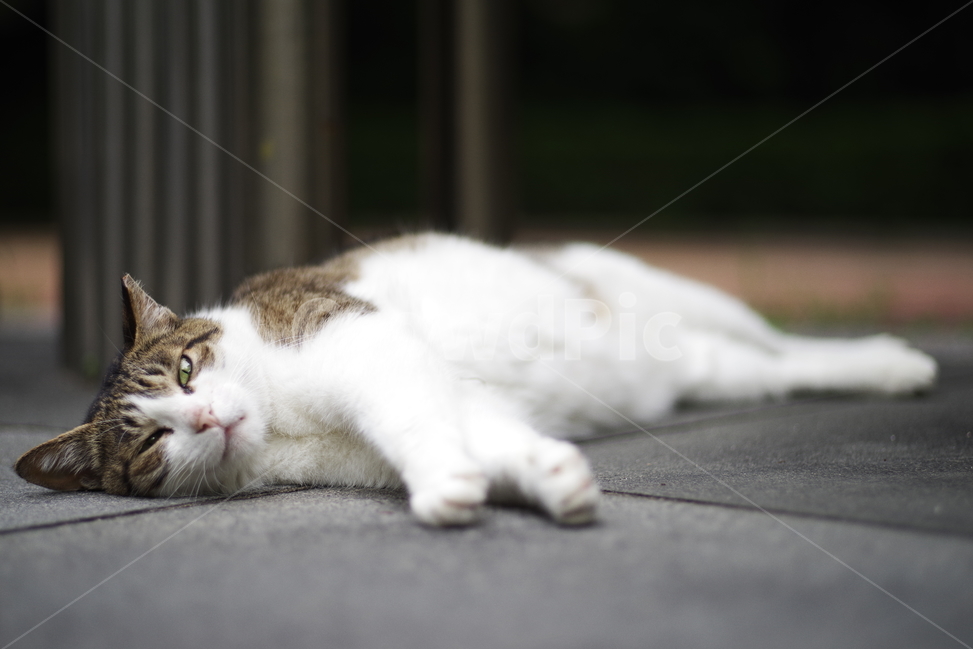 고양이,길고양이,길냥이,동물,야생동물,야생,자연,생물,귀여움,포유류,생명,애완동물,cat,kitty,kitten,cute,lovely,adorable,pet,animal,wild,wildlife,wildanimal,street,streetcat,stray,straycat,동물,animal,포유류,mammal,고양이,cat,kitten,kitty
