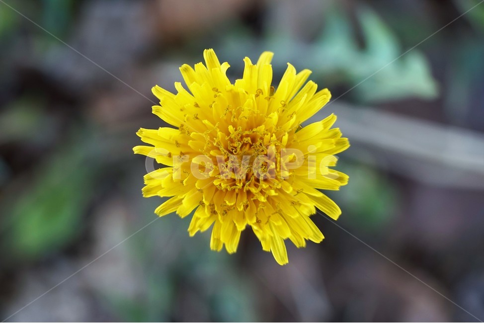 yellow,spring,flower,dandelion,민들레,봄,계절,노랑,꽃잎,꽃,암술,수술,계절소식,꽃소식,봄꽃