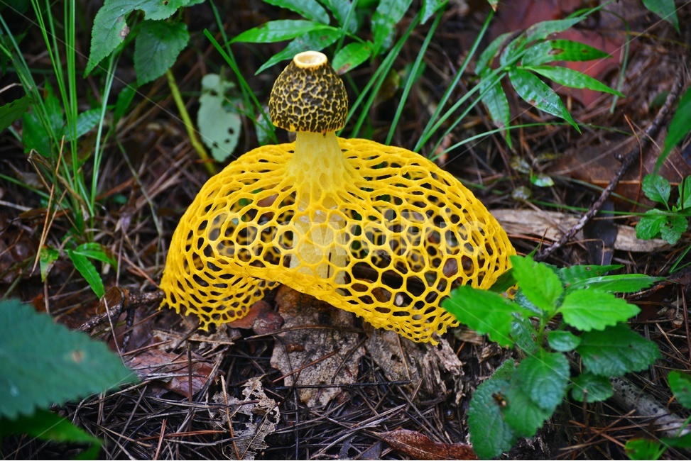 plant,식물,fungus,진균류,버섯,망태,망태버섯,노랑,노랑망태버섯,독버섯,여름,계절,습지,포자,자연,버섯,mushroom