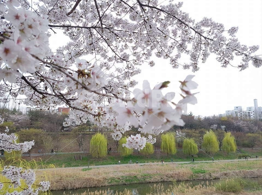 강,벚꽃,봄,풍경,cherryblossoms,spring,river,view,봄,계절,spring,season,식물,자연,plants,nature,꽃,flower,plant,blossom