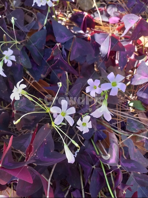 blossom,꽃,제라늄,geranium,plant,식물,자연,plants,nature