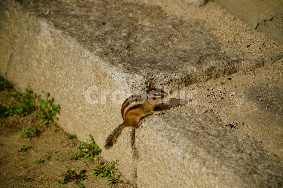 다람쥐,동물,animal,squirrel,chipmunk,포유류,귀여운,귀엽다,cute,pretty,줄무늬,자연,nature,동물,animal,포유류,mammal