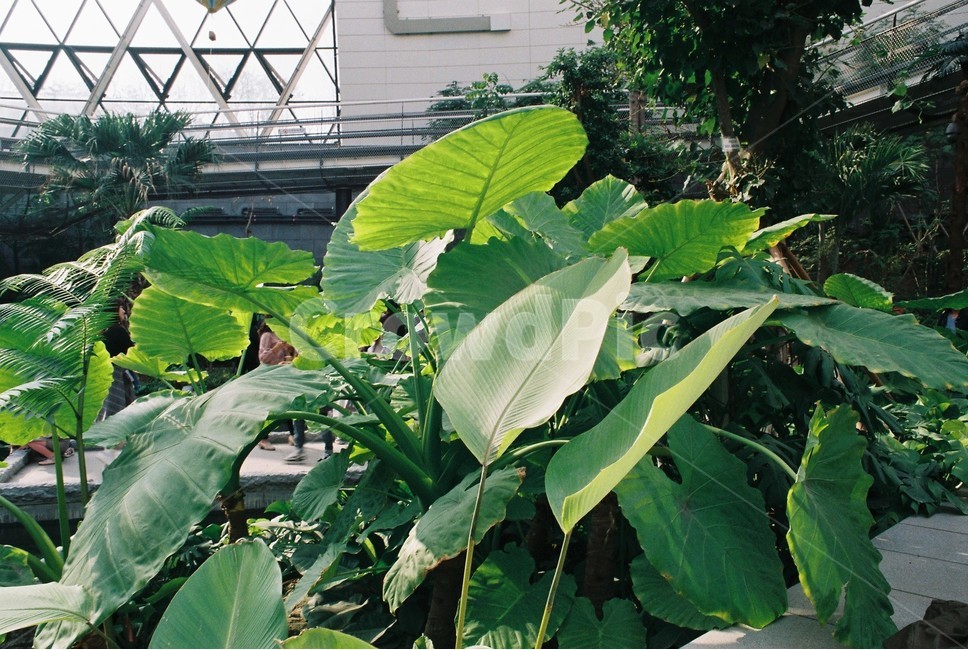 야자수,나뭇잎,초록,식물원,green