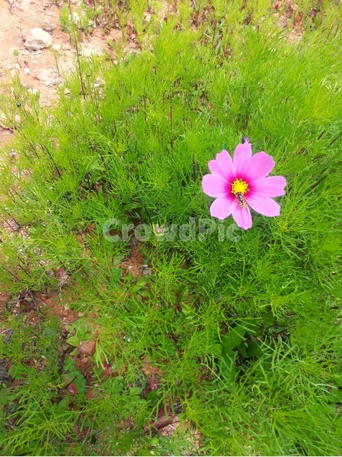 코스모스,가을,분홍색꽃,코스모스한송이,핑크색코스모스