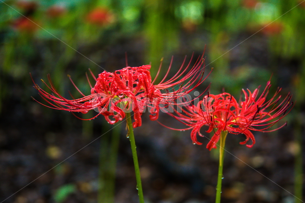 상사화,꽃무릇,꽃,식물,자연,식물,자연,plants,nature,꽃,flower