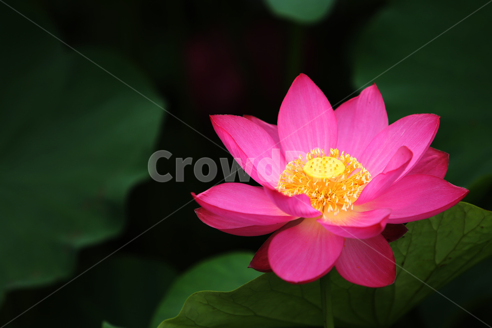꽃,여름,연꽃,홍련,연못,flower,summer,lotus,pink,분홍,pond,식물,자연,plants,nature,꽃,flower