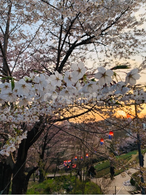 벚꽃,봄,노을,풍경,등,전통,나무