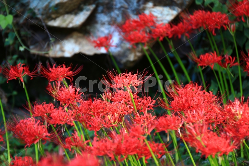 상사화,꽃무릇,꽃,붉은꽃,불갑사,flower,식물,자연,plants,nature,꽃,flower