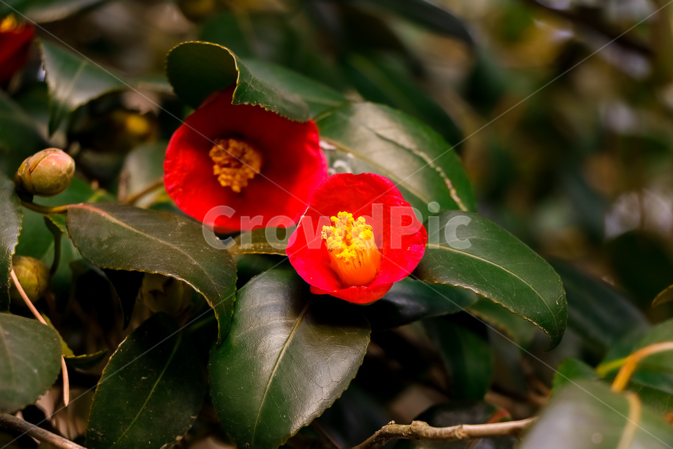 식물,꽃,동백꽃,plant,pollen,화분,식물,자연,plants,nature,꽃,flower