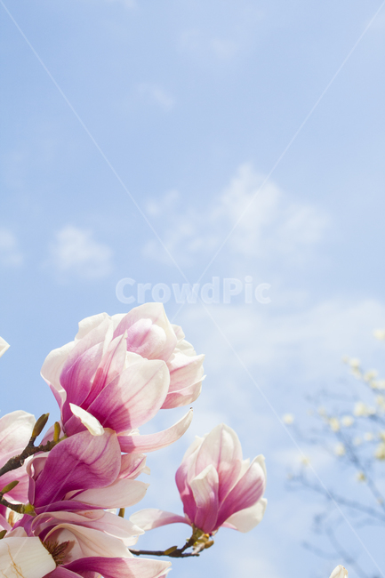 목련,자목련,꽃,식물,자연,꽃잎,flower,식물,자연,plants,nature,꽃,flower