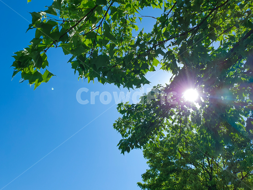 flare,플레어,light,빛,하늘,나무,나뭇잎,tree,sky,식물,자연,plants,nature,나무,trees,wood