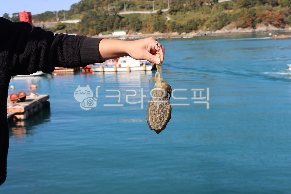 cuttlefish,ocean,Taken by myself,Cuttlefish fishing,fishing