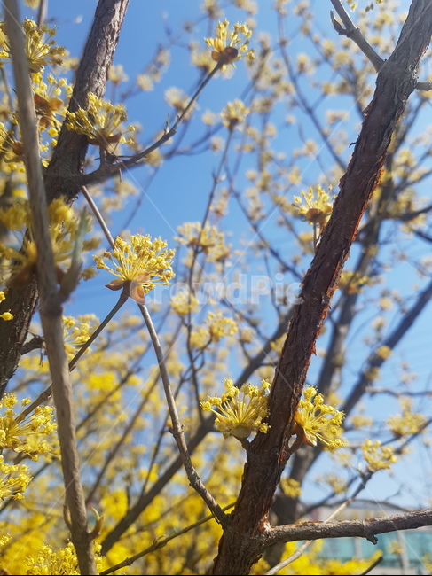 plant,식물,pollen,화분,봄,하늘,꽃,꽃잎,자연,나뭇가지,나무