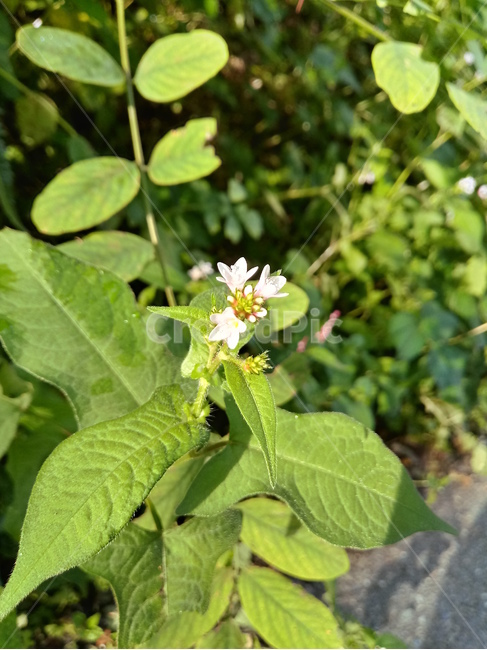 야생화,wildflower,들꽃,들풀,나뭇잎,leaf,식물,자연,plants,nature,꽃,flower