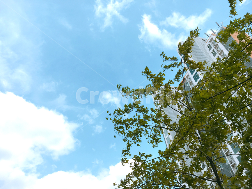 하늘,나무,구름,sky,파랑,자연,풍경,nature,landscape,tree,plant,식물