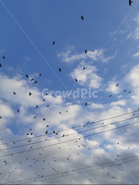 푸른하늘,까마귀,구름,날아다니는새,전깃줄,새,동물,bird,animal,flying,자연