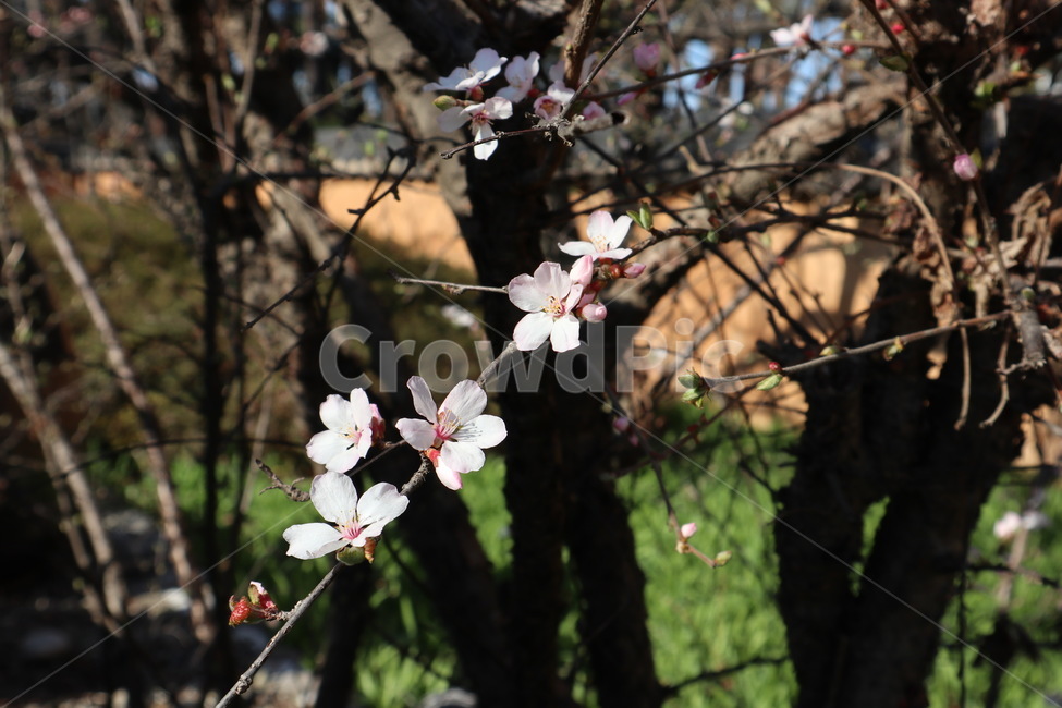 매화,벚꽃,식물,꽃,plant,flower,blossom,나무