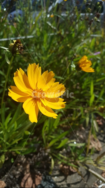 꽃,식물,자연,flower,plants,노란꽃,yellowflower,노란색꽃,식물,자연,plants,nature,꽃,flower