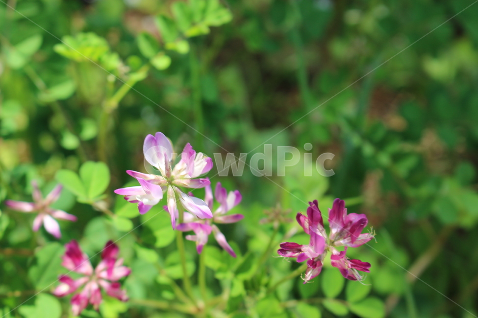 꽃,풀,초록색,보라색,flower,식물,자연,plants,nature,꽃,flower