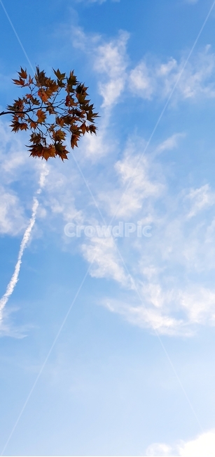 leaf,잎,plant,식물,가을,하늘,sky,단풍,가을,계절,fall,autumn,season,식물,자연,plants,nature