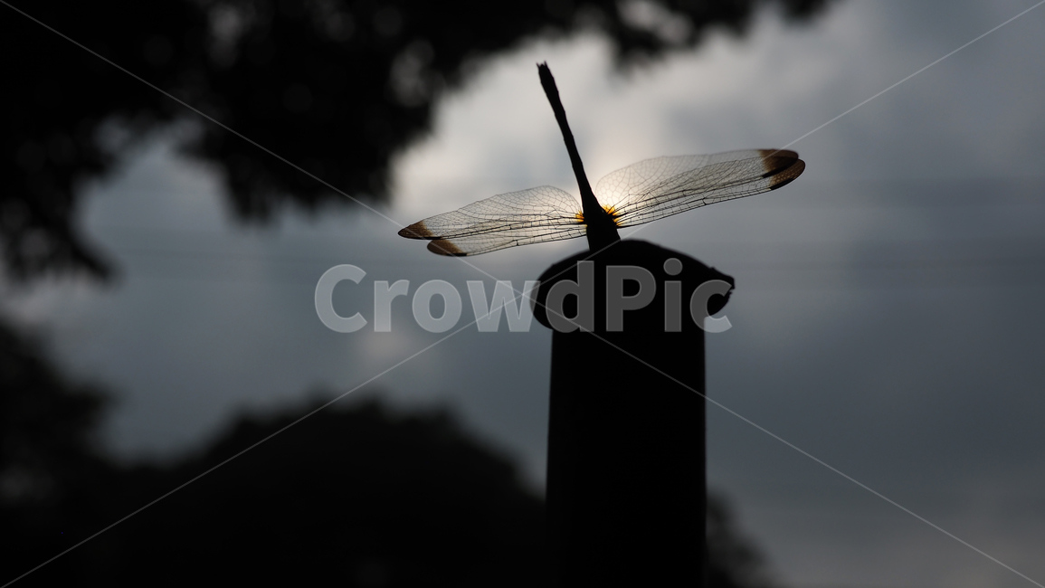 잠자리,곤충,쇠파이프,dragonfly,공원